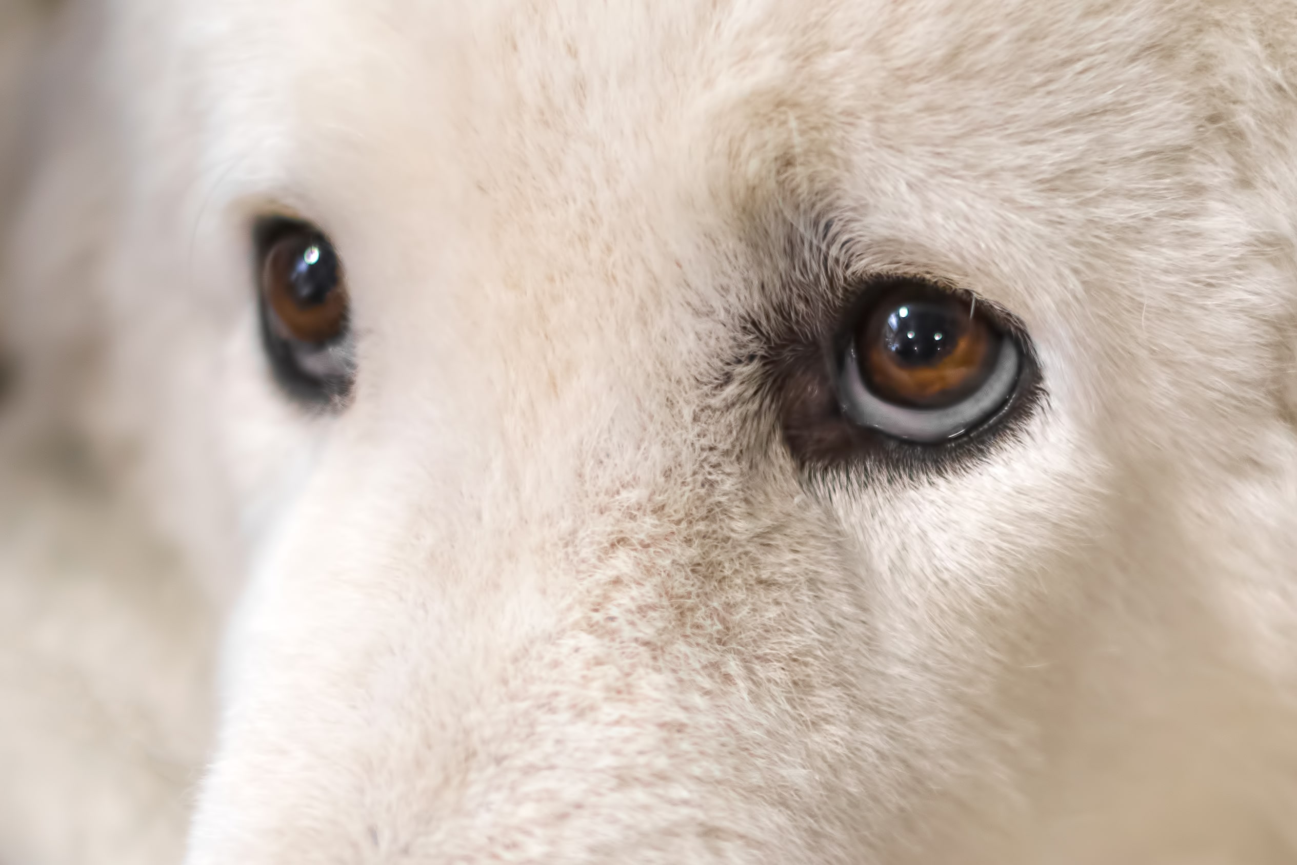 Hungarian kuvasz portrait with beautiful, intelligent eyes