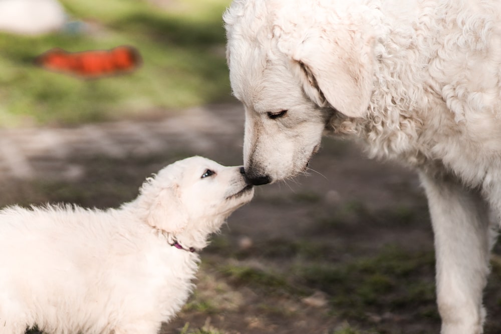 Purebred Hungarian kuvasz puppy with mother
