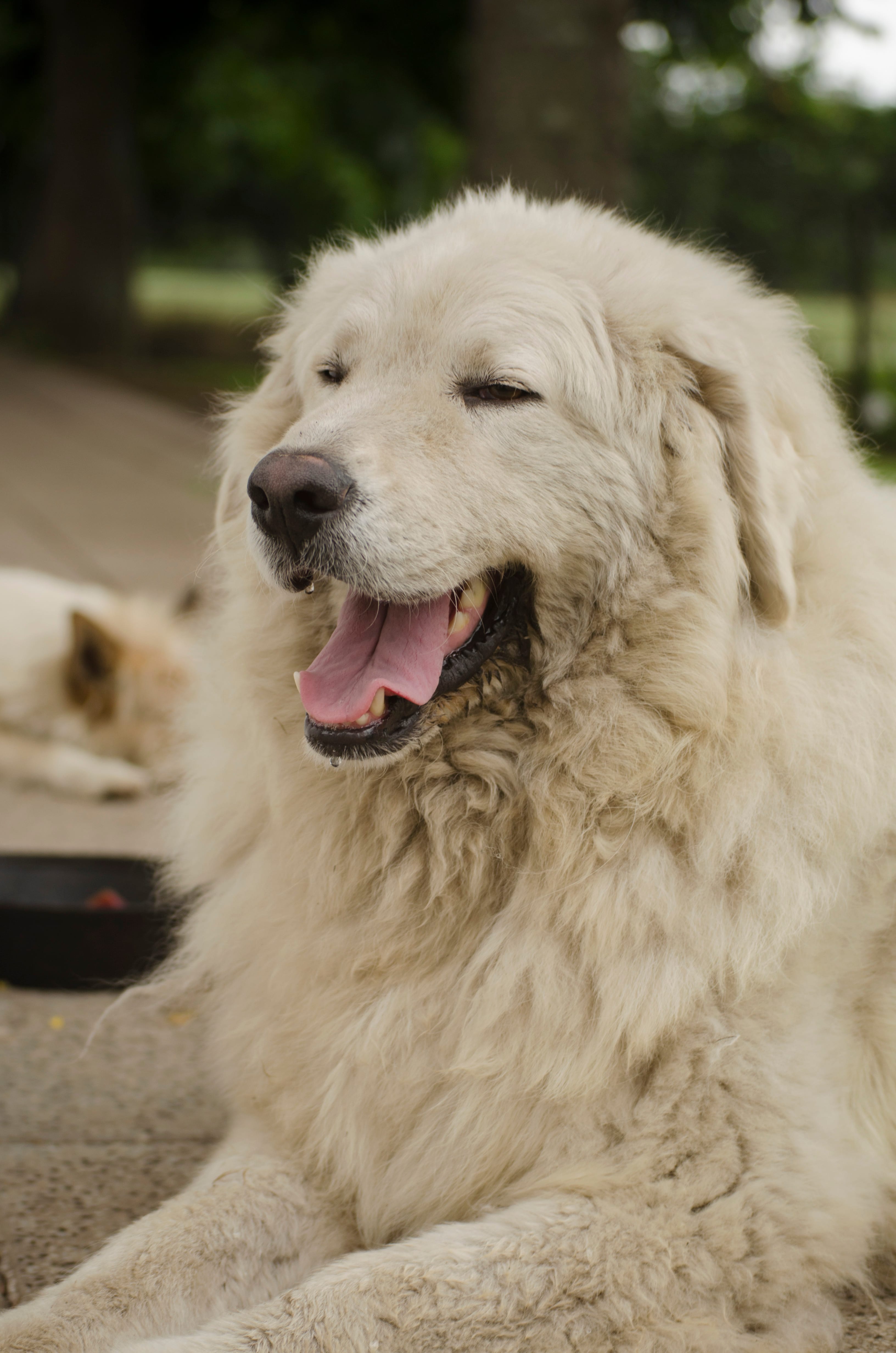 Kuvasz portrait