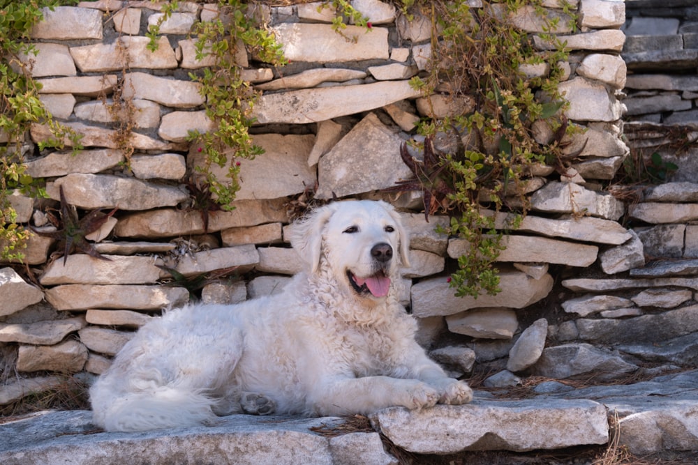 Beautiful white kuvasz lying next to stone wall, looking happy