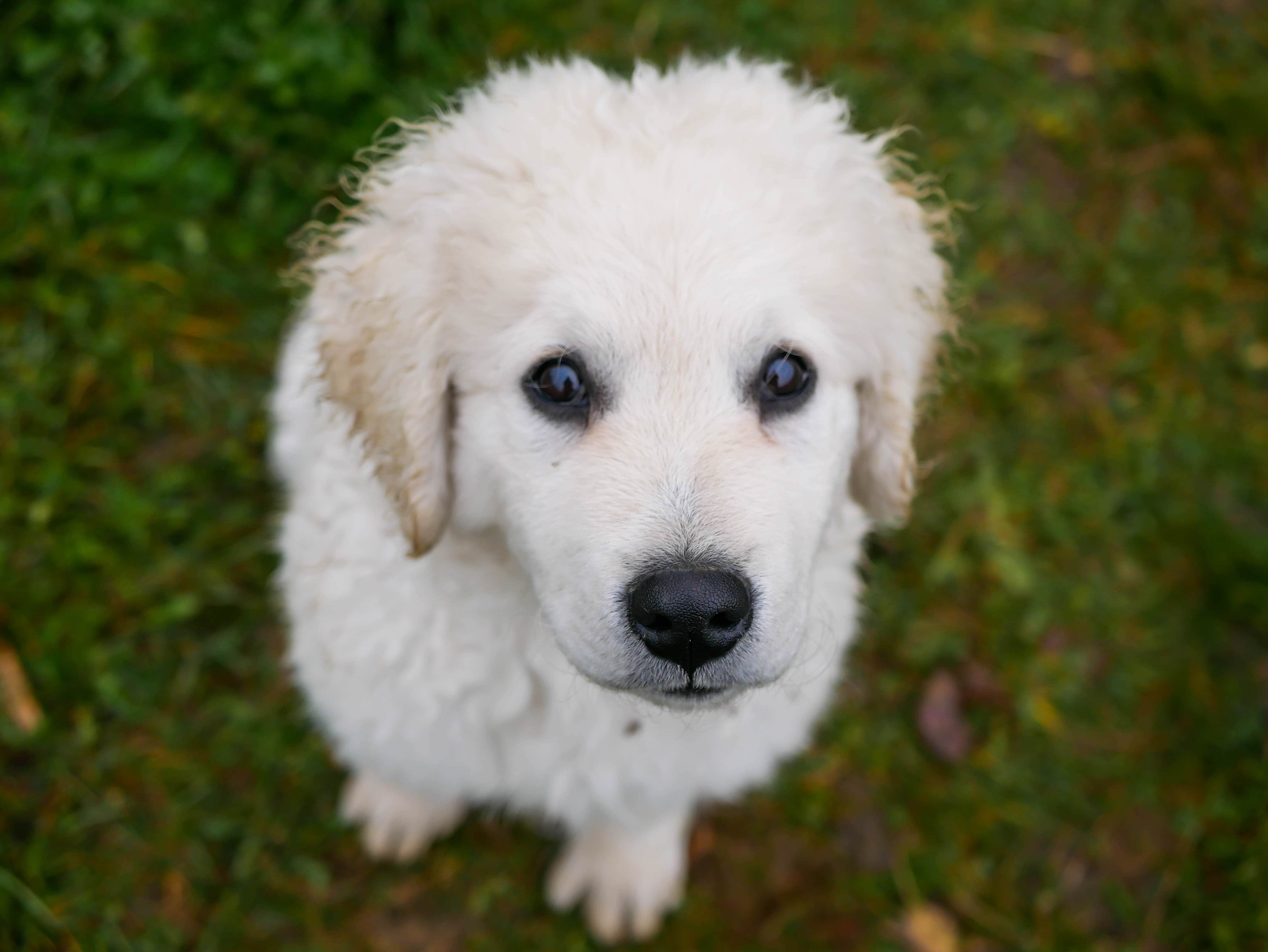Young purebred Hungarian kuvasz puppy portrait, focus on the puppy's nose
