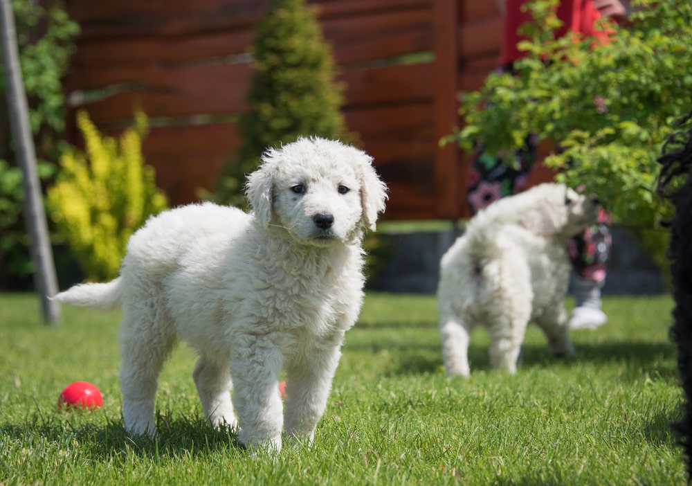 Young puppy of a kuvasz